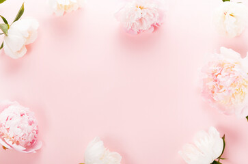 Romantic peony on a pink pastel background