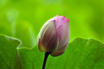 Blossoming lotus flowers