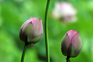 Naklejka premium Blossoming lotus flowers