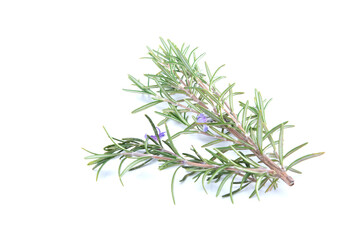 Branch of rosemary isolated on white background. Aromatic evergreen shrub