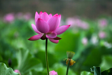 Blossoming lotus flowers