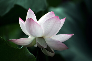 Blossoming lotus flowers