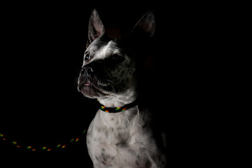Retrato de perro potencialmente peligroso y de tamaño pequeño, en un fondo oscuro/negro