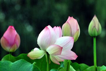 Blossoming lotus flower