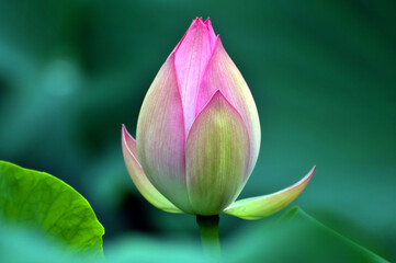 Blossoming lotus flower