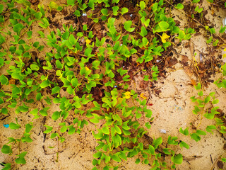 Green leaves on the sand beach