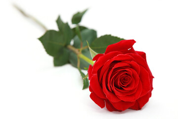 Beautiful red rose. Congratulatory background by St. Valentine's Day