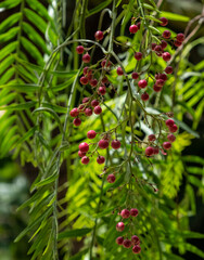 A pink pepper tree with peppercorns (Schinus molle). Peruvian pepper tree