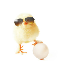 Funny cute baby chick with sunglasses and eggs.