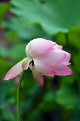 Blossoming lotus flower