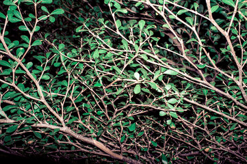 Plants at night with flash