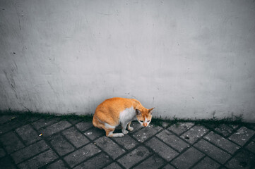 Orange White Cat