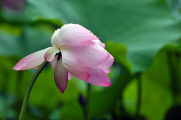 Blossoming lotus flower