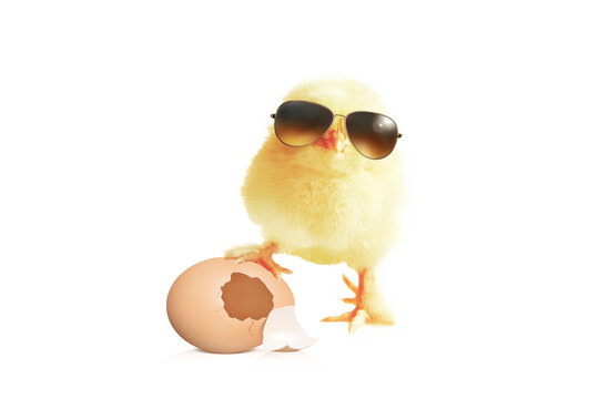 Funny cute baby chick with sunglasses and eggs.