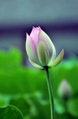 Obraz premium Blossoming lotus flower