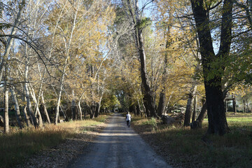 Shady avenue of trees on a Karoo farm