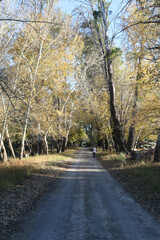 Shady avenue of trees on a Karoo farm