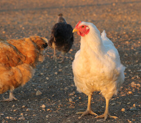 Chicken on remote farm in Boesmanland (Bushmanland) South Africa