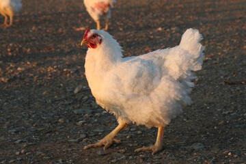 Chicken on remote farm in Boesmanland (Bushmanland) South Africa