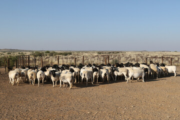 Individuals and herd of Boesmanlander breed sheep in the arid Northern Cape. These hardy sheep are...