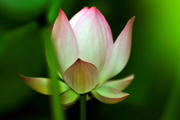 Blossoming lotus flowers