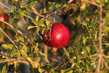 Pomegranate in the dry, arid farming district of Brandvlei, South Africa