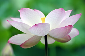 Blossoming lotus flowers