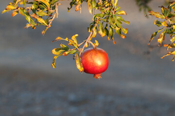 Pomegranate in the dry, arid farming district of Brandvlei, South Africa