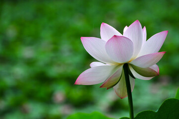 Blossoming lotus flowers