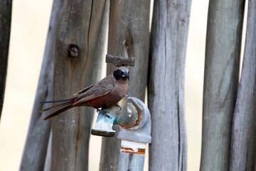 Kgalagadi Transfrontier National Park, South Africa: Black-faced waxbill