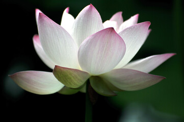 Blossoming lotus flowers