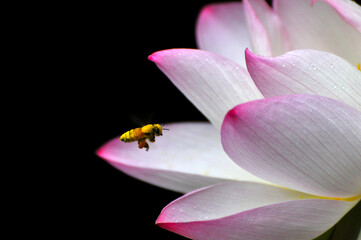 Fototapeta na wymiar Blossoming lotus flowers