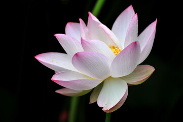 Blossoming lotus flowers