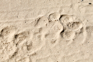 Kgalagadi Transfrontier National Park, South Africa: lion footprint in a sandy road