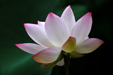 Blossoming lotus flowers