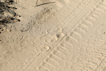 Kgalagadi Transfrontier National Park, South Africa: lion footprint in a sandy road