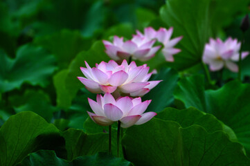Obraz premium Blossoming lotus flowers
