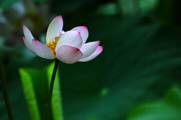 Blossoming lotus flowers