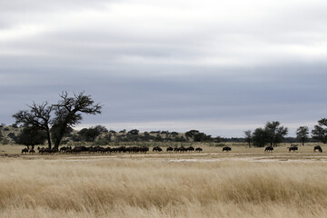 Fototapeta na wymiar Kgalagadi Transfrontier National Park, South Africa: landscape showing the typical veld after a summer of good rainfall