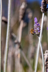 Abeja en flor de lavanda