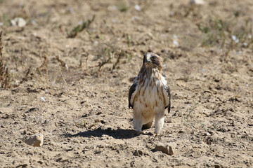 Kgalagadi Transfrontier National Park, South Africa: Booted eagle
