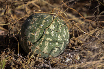 Kgalagadi Transfrontier National Park, South Africa: tsamma melon, a life saving fruit for many humans and animals in the arid Kalahari