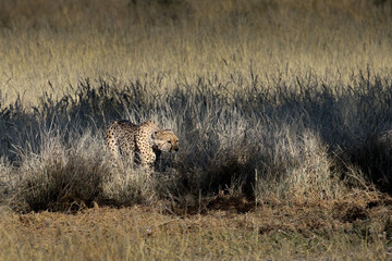 Kgalagadi Transfrontier National Park, South Africa: Acinonyx jubatus The cheetah