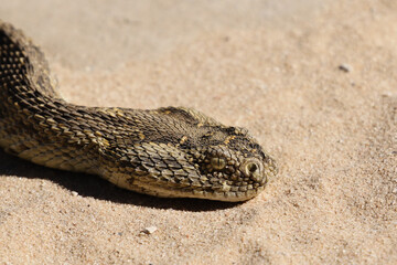 Fototapeta premium Kgalagadi Transfrontier National Park, South Africa: The puffadder Bitis arietans