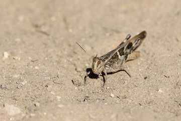 Kgalagadi Transfrontier National Park, South Africa: locust 