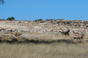 Kgalagadi Transfrontier National Park, South Africa: Acinonyx jubatus The cheetah hunting - in full gallop