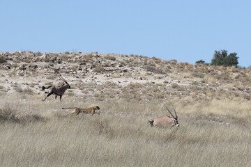 Kgalagadi Transfrontier National Park, South Africa: Acinonyx jubatus The cheetah hunting - in full gallop