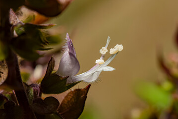 basil flower
