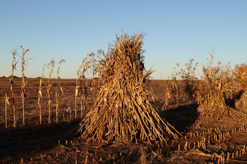 Stacks of corn plants after the maize or corn has been harvested: near Delareyville, South Africa