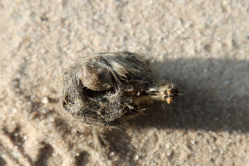 Kgalagadi Transfrontier National Park, South Africa: